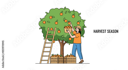 Young woman picks fresh oranges from a large tree using a ladder and wooden crates during a bountiful harvest season in a garden.