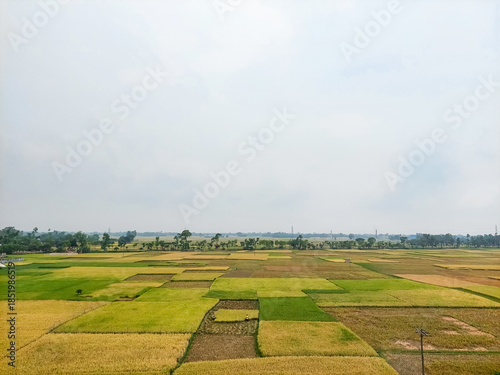 Golden Green Fields of Bangladesh