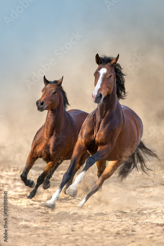 Horses free run in sand