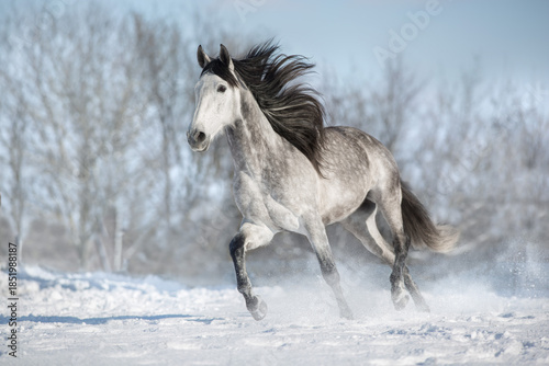 White horse run fast in snow