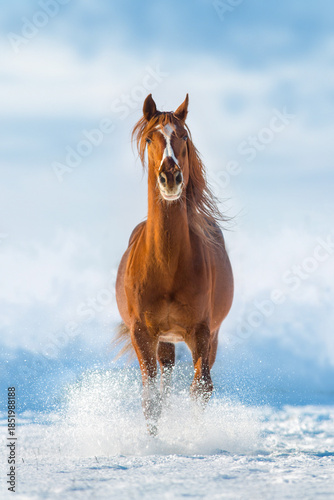 Horse run in winter snow