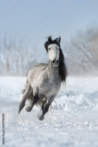 White horse run fast in snow