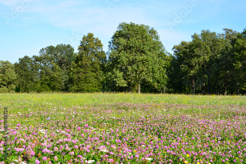purple clover flower Field under a Summer Sky with oak trees in background