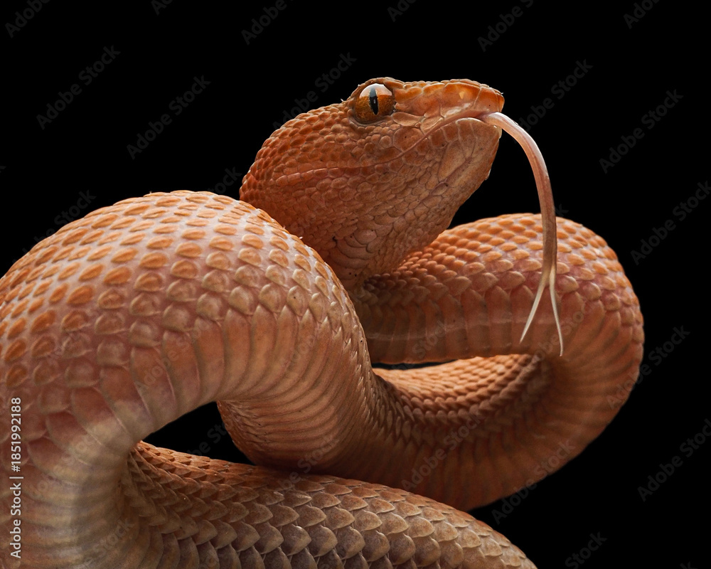 Fototapeta premium A stunning Purple-spotted Pit Viper (trimeresurus purpureomaculatus) showing its keeled scales and flickering tongue. This venomous predator displays a unique, earthy orange hue, 21 Dec 2025 Indonesia