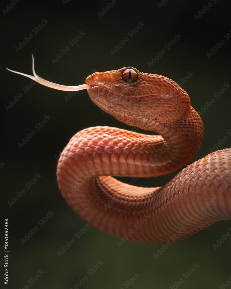 Fototapeta premium A stunning Purple-spotted Pit Viper (trimeresurus purpureomaculatus) showing its keeled scales and flickering tongue. This venomous predator displays a unique, earthy orange hue, 21 Dec 2025 Indonesia