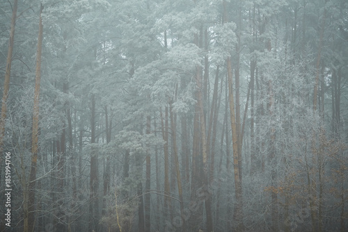 frost on the branches of tree