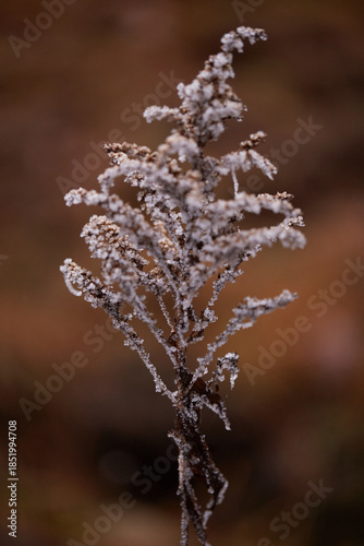 frost on the branches of tree
