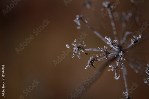 frost on the branches of tree