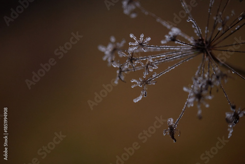 frost on the branches of tree