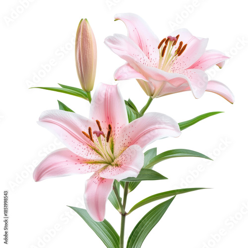 Elegant Pink Lilies Blooming With Buds Isolated Against Transparent Background
