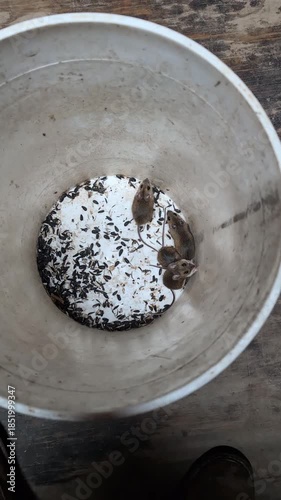 Video footage of four live mice inside a white six-gallon bucket baited with black oil sunflower seeds. The scene documents rodent behavior and attraction to food bait commonly used in pest monitoring