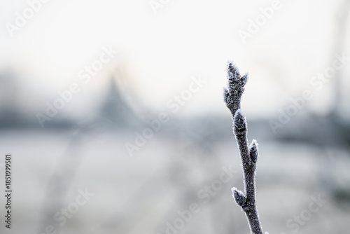 Close up of a frozen tree branch bud covered with frost against a soft blurred background. Minimal winter nature scene symbolizing cold, calm, and seasonal transition.