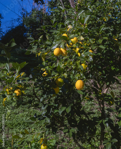 Ripe lemons on tree in sunny orchard garden