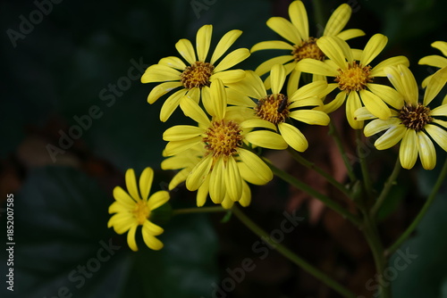 日本的な奥ゆかしい花