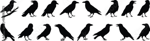 Crow bird silhouette vector illustration, raven posture comparison graphic, black bird shape design, wildlife behavior artwork, ornithology reference image