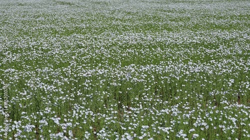 Wallpaper Mural Blooming flax field slow motion Torontodigital.ca