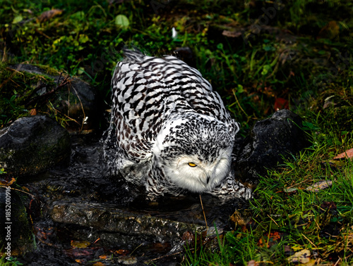 Snowy owl in the stream. Latin name - Bubo scandiacus