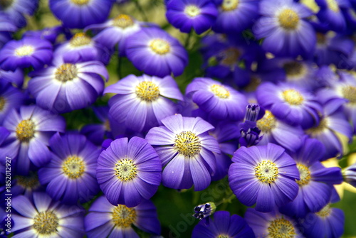 Fioritura rapidadi fiori in metodo timelapse