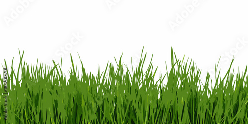 A simple view of lush green grass against a clean white background