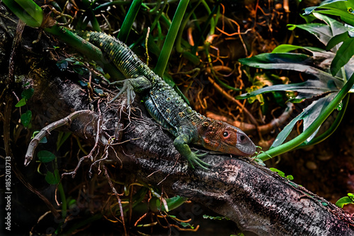 Guiana caiman lizard also known as northern caiman lizard. Latin name - Dracaena guianensis