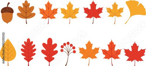 Set of autumn leaves vector illustrations featuring maple, oak, ginkgo, acorn and rowan berries for fall season decoration, greeting cards and branding.