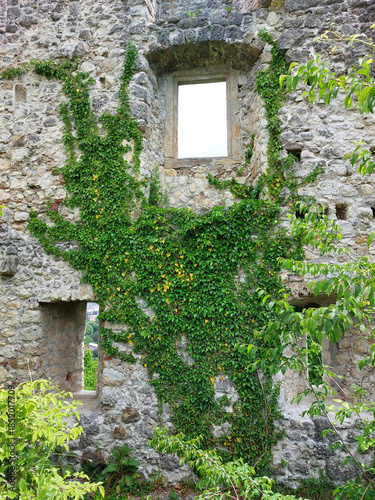Green liana on ruins. Stone wall with windows. Old castle Samobor.  Croatia