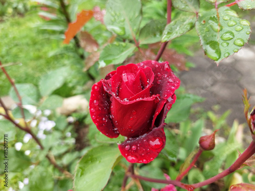 Water drops. Red rose bud. Flower is blooming in garden.