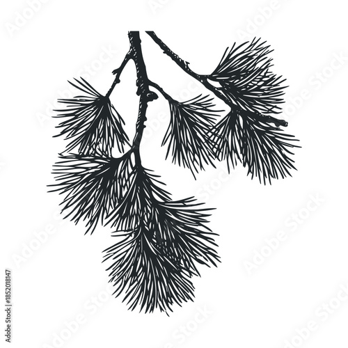 Beautiful evergreen pine bough sketch with textured needles creating a rustic nature inspired graphic suitable for packaging, labels, textiles, or outdoor themed branding