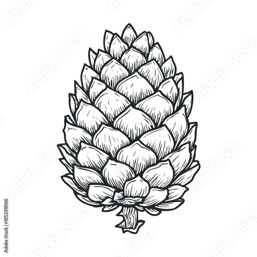 Black and white hand drawn pine cone illustration perfect for winter holiday greeting cards, rustic nature themed decorations, or forest themed branding materials and seasonal graphic