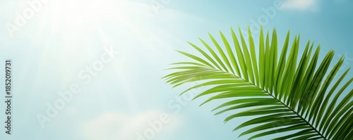 Lush Green Palm Leaf Against Bright Blue Sky with Soft Sunlight