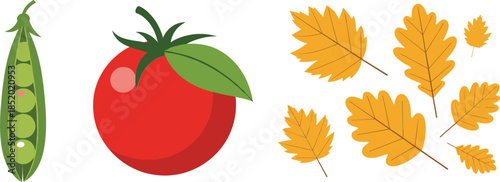 Fresh organic red tomato green pea pod and golden autumn leaves vector collection isolated