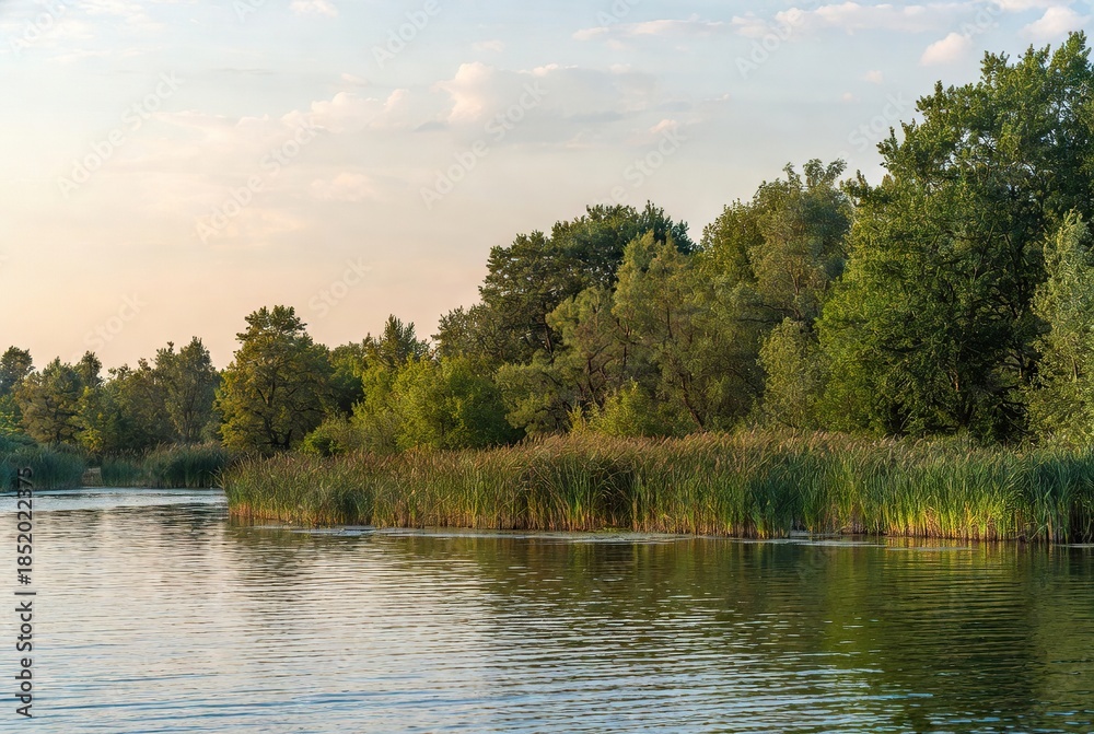 Fototapeta premium Peaceful natural landscape featuring a calm river bordered by lush green trees and tall reeds under a soft, warm, cloudy evening sky.