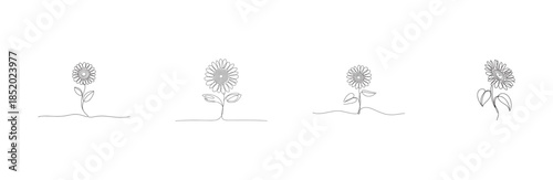 Minimalist continuous line drawing of a sunflower plant growing from ground illustrating organic life cycle stages