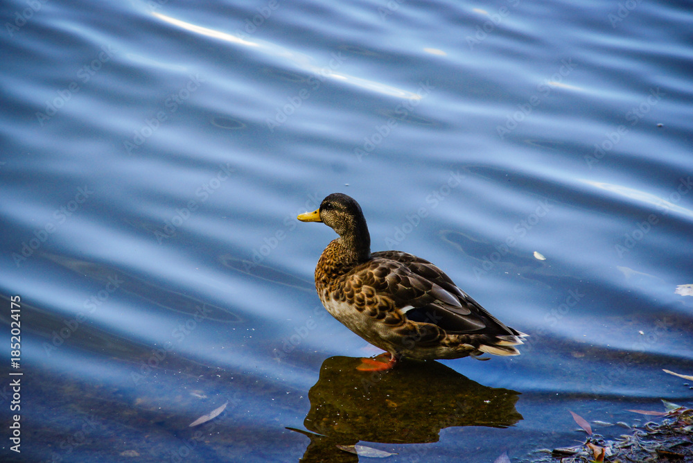 Fototapeta premium a duck standing at the water edge. Artistic photograph of a wild duck at the bank of a river. For nature calendars, wildlife documentaries, environmental campaigns, serene wallpaper designs.