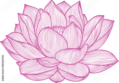Pink Lotus Flower Isolated on Transparent Background