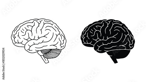 A visual representation of the human brain shown in two distinct styles