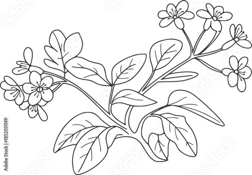 Black and white line of a flowering plant with detailed leaves and blooms