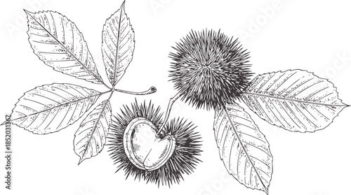 Detailed black and white line of chestnut leaves and spiky burrs