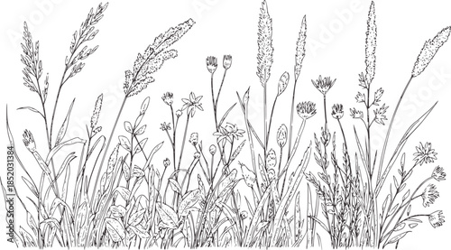 Detailed black and white botanical line of wild grasses and flowers