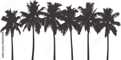 Silhouette of dense tropical palm trees line in black white