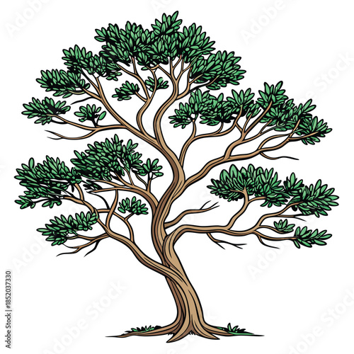 Green tree isolated on white background