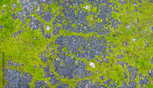 Fotografia Green moss patches extensively covering a dark, weathered asphalt surface, formi
