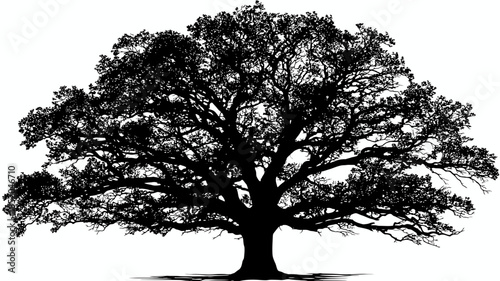 Silhouette of a majestic oak tree isolated black vector illustration