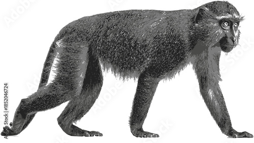 Primate illustration depiction of a monkey in monochromatic artistic style