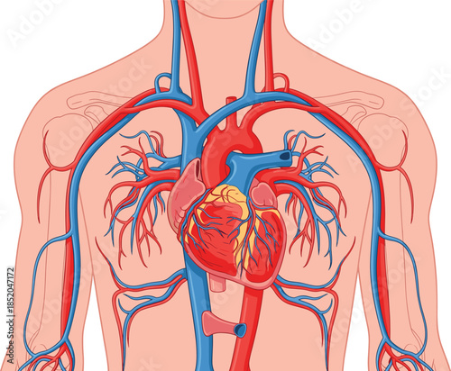 Human cardiovascular system illustration showing heart anatomy with arteries and veins for medical, educational, and healthcare use