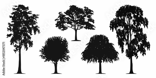 Silhouettes of various trees showcase different canopy shapes and heights