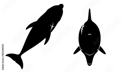Scarred dolphin with a transparent background
