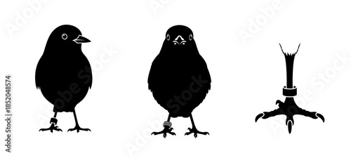 Plastic ring on a bird's leg with a transparent background 