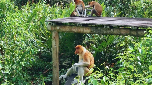 The proboscis monkey (kahau) lives in the Labuk Bay Nature Reserve on the island of Borneo. The long-nosed monkeys rest in the shade of the trees, squatting against the foliage. Kalimantan. Malaysia.
