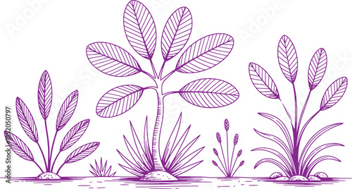 Purple Water Plants with Detailed Leaves Growing in Shallow Water nature